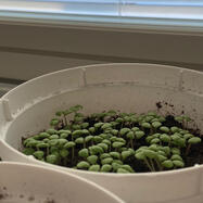 Growth after one week